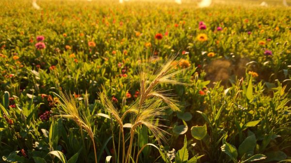 5 avantages de l'agroécologie pour une agriculture durable
